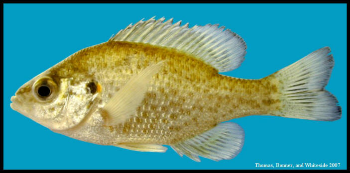 redear-sunfish-lepomis-microlophus